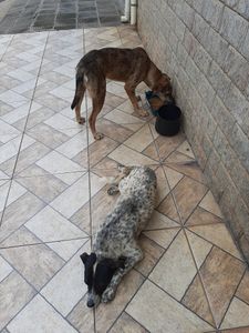 Ajude um focinho carente imagem 9