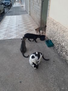 Animais - Ajude um focinho carente