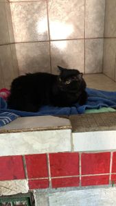 Vaquinha Online - Cirurgia fratura.