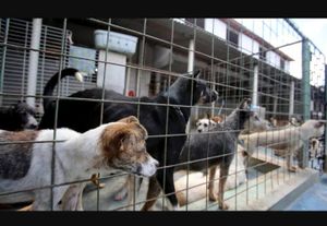 Cães sem lar - Nos ajude a cuidar de nosso bichinhos