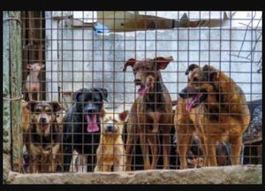 Vaquinha Online - Nos ajude a cuidar de nosso bichinhos