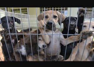 Caridade e Filantropia - Nos ajude a cuidar de nosso bichinhos