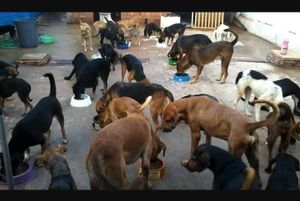 São Paulo/SP - Nos ajude a cuidar de nosso bichinhos