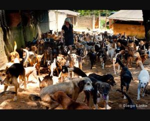 Nos ajude a cuidar de nosso bichinhos imagem 6