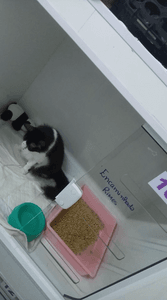 Ajude a salvar o Frajolinha