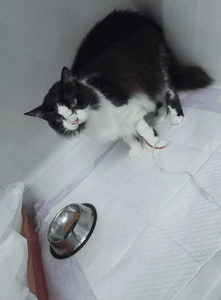 Ajude o Frajolinha - Ajude a salvar o Frajolinha