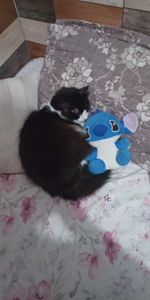 Vaquinha Online - Ajude a salvar o Frajolinha