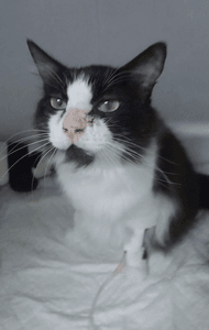 Ajude a salvar o Frajolinha imagem 6