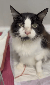 Animais - Ajude a salvar o Frajolinha