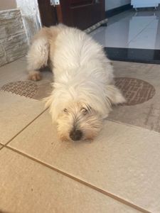 Vaquinha Online - AJUDE A JUJUBA REALIZAR  A CIRURGIA EM UMA DAS SUAS MAMAS PARA RETIRADA DE UM CÂNCER