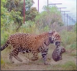 Instituto NEX - Instituto NEX: nos ajude a garantir a sobrevivência do Nex e das Onças