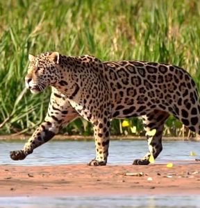 Instituto NEX: nos ajude a garantir a sobrevivência do Nex e das Onças imagem 8