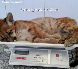 Instituto NEX: nos ajude a garantir a sobrevivência do Nex e das Onças imagem 6