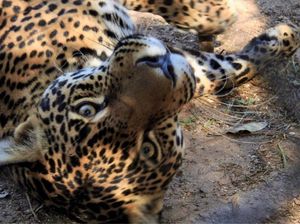 Instituto NEX: nos ajude a garantir a sobrevivência do Nex e das Onças