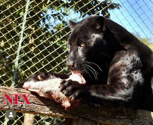 ONGs - Instituto NEX: nos ajude a garantir a sobrevivência do Nex e das Onças