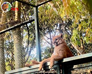 Brasília/DF - Instituto NEX: nos ajude a garantir a sobrevivência do Nex e das Onças