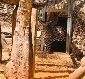 Assinatura e Recorrência - Instituto NEX: nos ajude a garantir a sobrevivência do Nex e das Onças