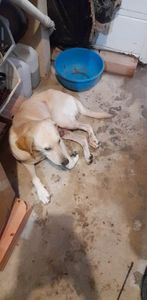 Vaquinha Online - Ajudem a salvar a vida do meu covu por favor meus nobres