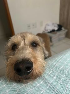Vaquinha Online - 🐾 AJUDE O BARTHO A CONTINUAR LUTANDO