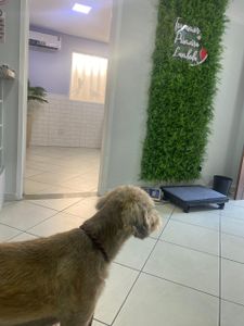 🐾 AJUDE O BARTHO A CONTINUAR LUTANDO imagem 7