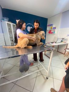 🐾 AJUDE O BARTHO A CONTINUAR LUTANDO