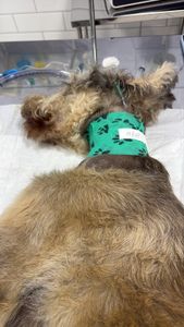 🐾 AJUDE O BARTHO A CONTINUAR LUTANDO - 🐾 AJUDE O BARTHO A CONTINUAR LUTANDO