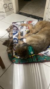 🐾 AJUDE O BARTHO A CONTINUAR LUTANDO imagem 6