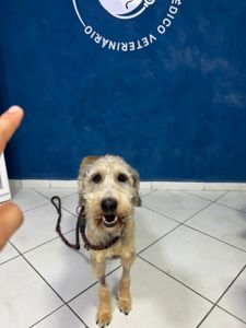 Saúde e Emergências - 🐾 AJUDE O BARTHO A CONTINUAR LUTANDO