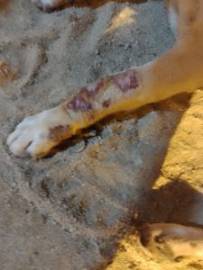 Animais - Ajude o Zé (Grandão)