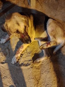 Vaquinha Online - Ajude o Zé (Grandão)