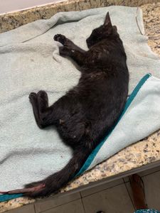 Salve uma vida 🐾 Ajudando com qualquer valor ❤️‍🩹  imagem 8