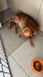 Salve uma vida 🐾 Ajudando com qualquer valor ❤️‍🩹  imagem 6