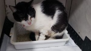 Salve uma vida 🐾 Ajudando com qualquer valor ❤️‍🩹  imagem 9