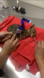 Brejo Santo/CE - Salve uma vida 🐾 Ajudando com qualquer valor ❤️‍🩹 