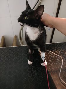 Instituto Patas Unidas🐾❤️‍🩹 - Salve uma vida 🐾 Ajudando com qualquer valor ❤️‍🩹 