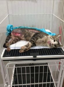 ONGs - Salve uma vida 🐾 Ajudando com qualquer valor ❤️‍🩹 