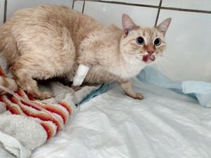 Vaquinha Online - Salve uma vida 🐾 Ajudando com qualquer valor ❤️‍🩹 