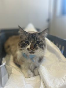 Caxias do Sul/RS - Doença renal da Zadar c/ 3 cirurgias