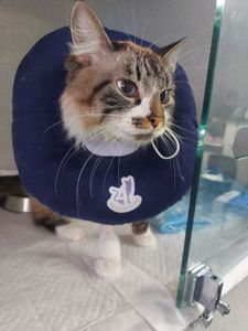 Saúde e Emergências - Doença renal da Zadar c/ 3 cirurgias