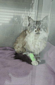 Vaquinha Online - Doença renal da Zadar c/ 3 cirurgias