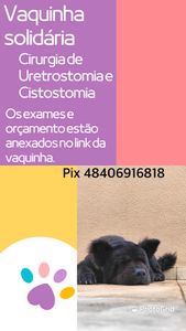 Presidente Prudente/SP - Cirurgia do Bruce 