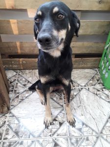 Rio de Janeiro/RJ - Cirurgia da Valente 