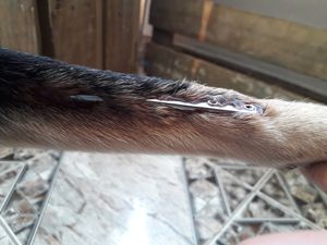 Financiamento Coletivo - Cirurgia da Valente 