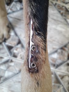 Cirurgia da valente  - Cirurgia da Valente 