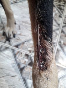 Vaquinha Online - Cirurgia da Valente 