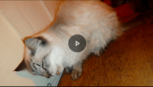 Vaquinha Online - Tratamento dentário da gata lady. 