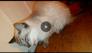 Animais - Tratamento dentário da gata lady. 