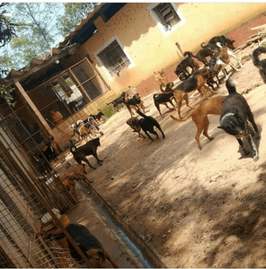 Vaquinha Online - AJUDE O LAR DA REGINA