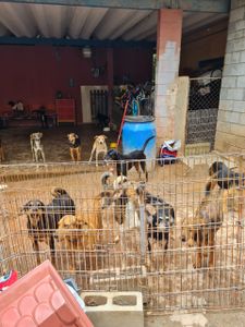 AJUDE O LAR DA REGINA imagem 7