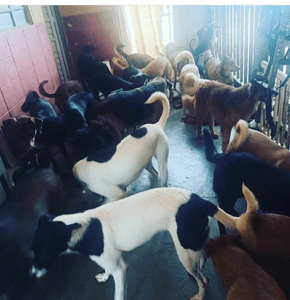 AJUDE O LAR DA REGINA imagem 9